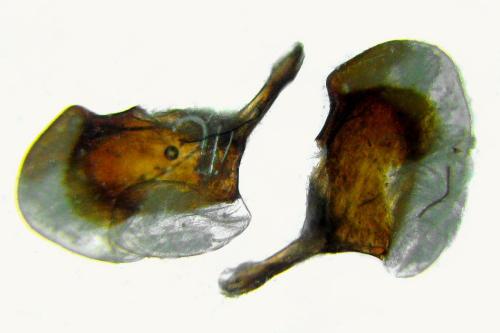 Cimbex femoratus