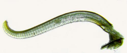 Réf. 319 511 : Trichiosoma tibiale