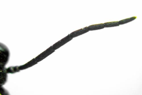 Empria longicornis