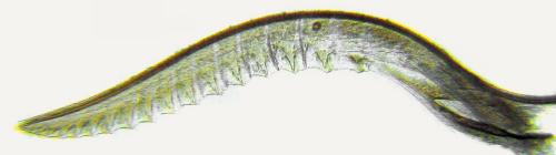 Empria tridens