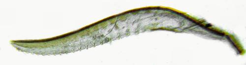 Claremontia tenuicornis
