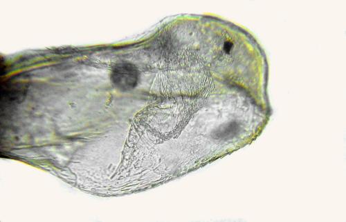 Taxonus agrorum