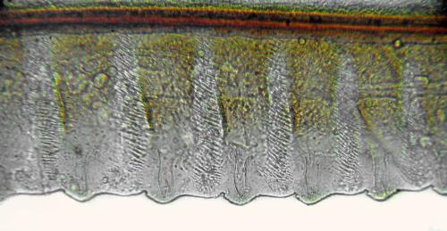 Taxonus agrorum