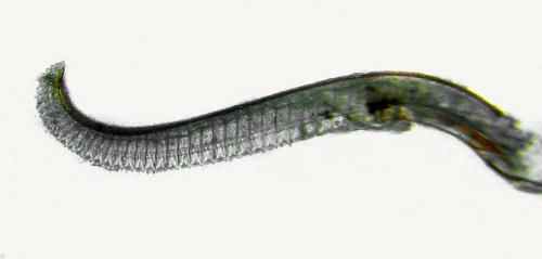 Trichiosoma lucorum