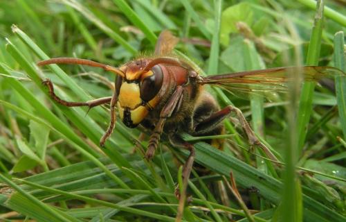 Réf. 319 537 : Vespa crabro