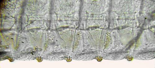 Trichiosoma tibiale