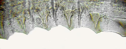 Empria tridens