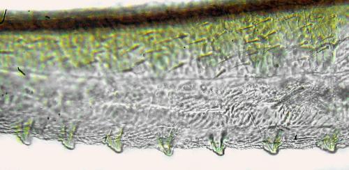 Claremontia tenuicornis