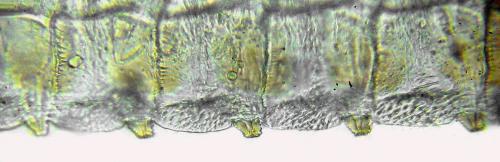 Trichiosoma lucorum