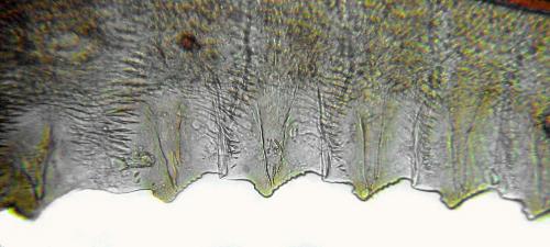 Empria longicornis