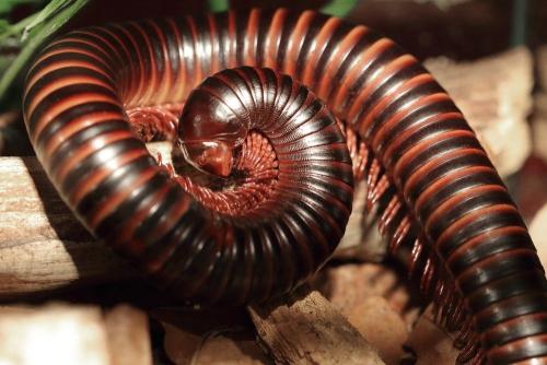 Réf. 319 364 : Archispirostreptus gigas