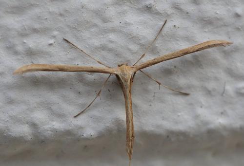 Emmelina monodactyla