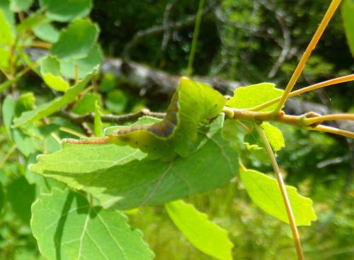 Cerura vinula