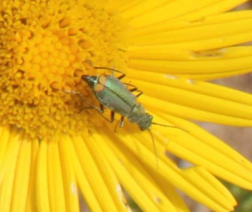 Réf. 319 324 : Clanoptilus sp.