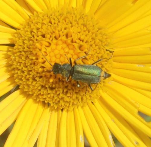 Réf. 319 323 : Clanoptilus sp.
