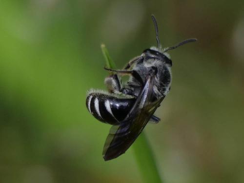 Réf. 319 059 : Lasioglossum sexnotatum