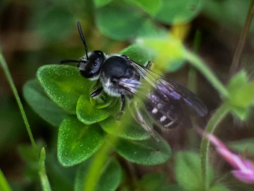 Réf. 319 060 : Lasioglossum sexnotatum
