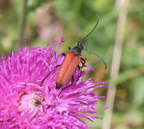 Réf. 319 381 : Anastrangalia sanguinolenta