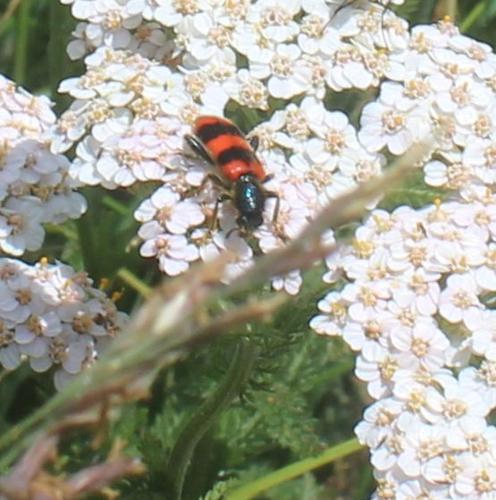 Réf. 319 389 : Trichodes apiarius