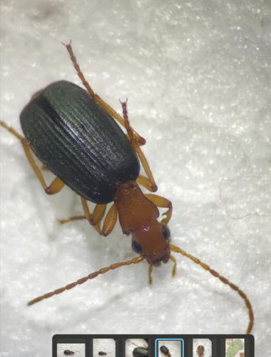 Réf. 319 831 : Brachinus sp.