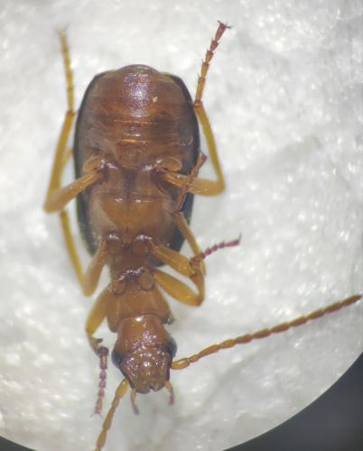 Brachinus sp.
