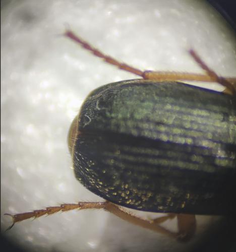 Brachinus sp.