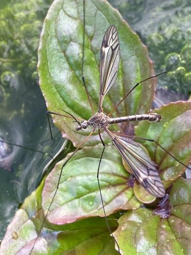 Réf. 319 321 : Tipula lateralis