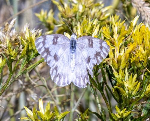 Réf. 319 737 : Pontia sp.