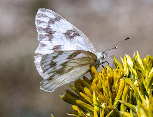 Réf. 319 738 : Pontia sp.