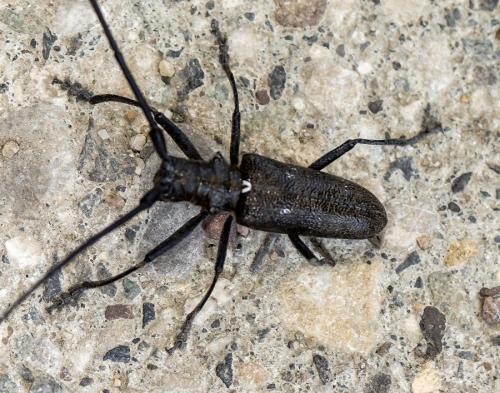Réf. 319 734 : Monochamus scutellatus