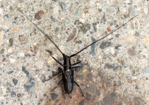 Réf. 319 732 : Monochamus scutellatus
