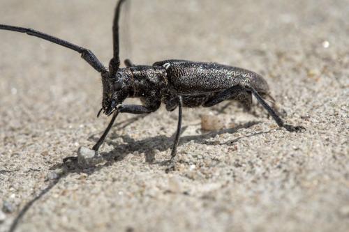 Monochamus scutellatus