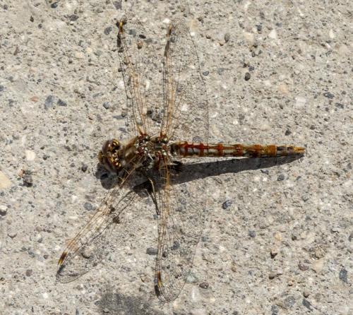 Réf. 319 727 : Sympetrum corruptum