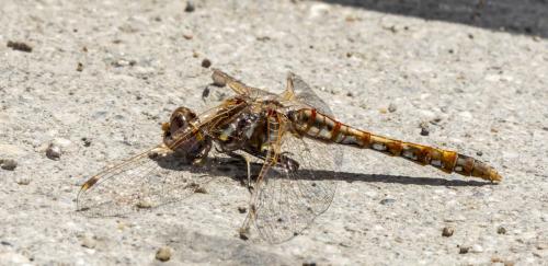 Réf. 319 726 : Sympetrum corruptum