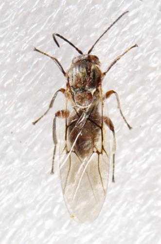 Andricus quercuscalicis