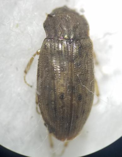 Helophorus sp.
