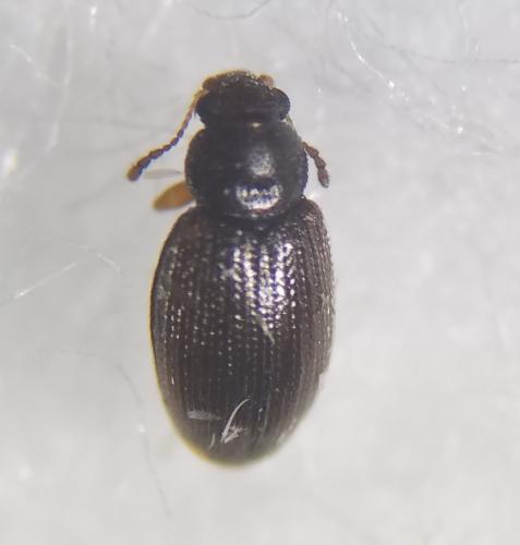 Corticarina sp.
