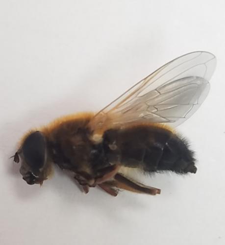 Cheilosia grossa