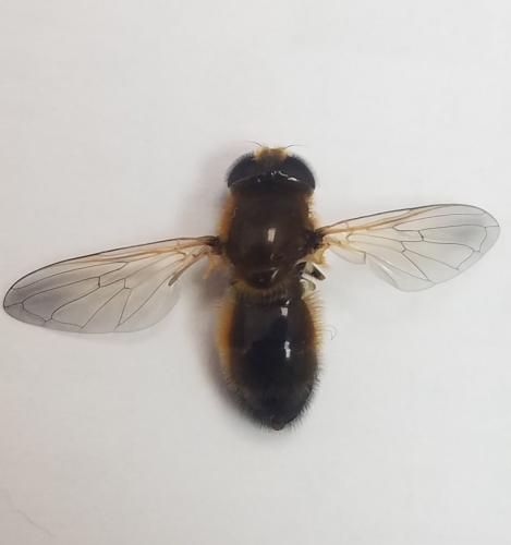 Réf. 319 171 : Cheilosia grossa
