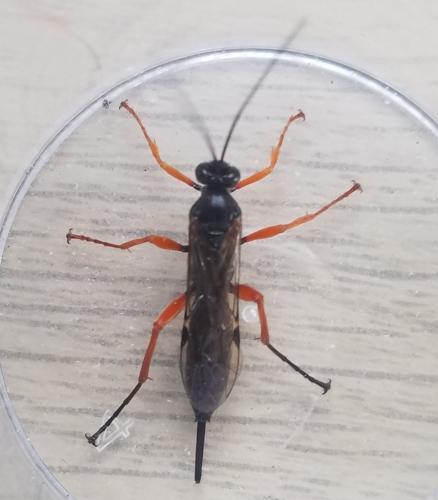 Réf. 319 228 : Pimpla sp.