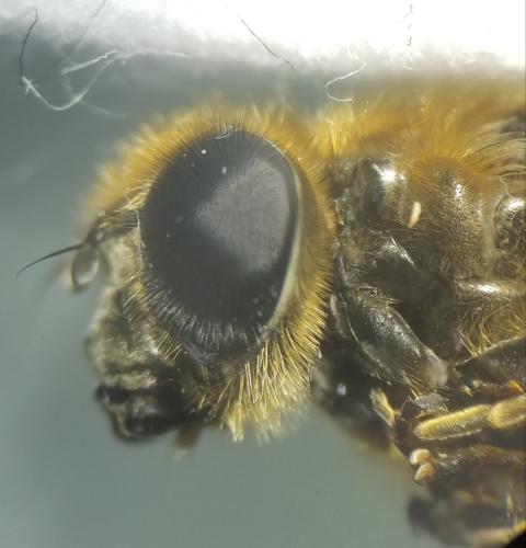 Cheilosia grossa