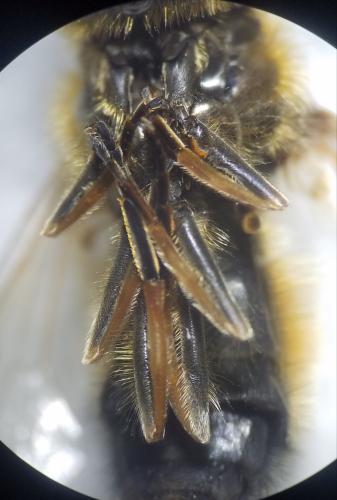 Cheilosia grossa