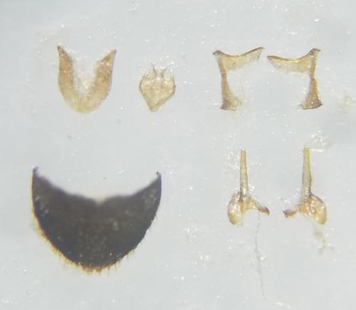 Helophorus sp.