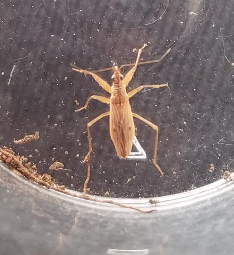 Nabis rugosus