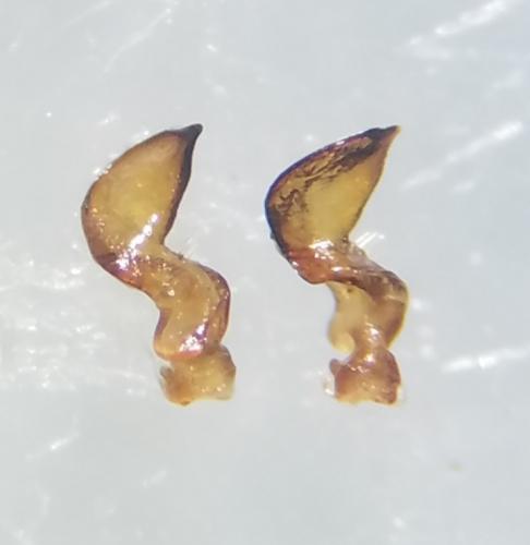 Nabis rugosus