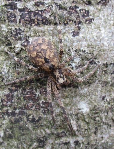 Zoropsis spinimana