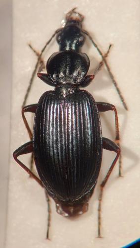 Réf. 319 957 : Agonum antennarium