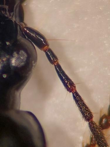 Réf. 319 959 : Agonum antennarium