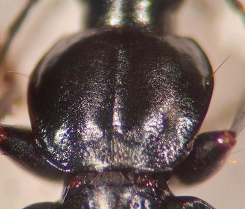 Réf. 319 958 : Agonum antennarium