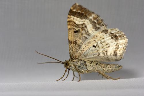 Epirrhoe alternata